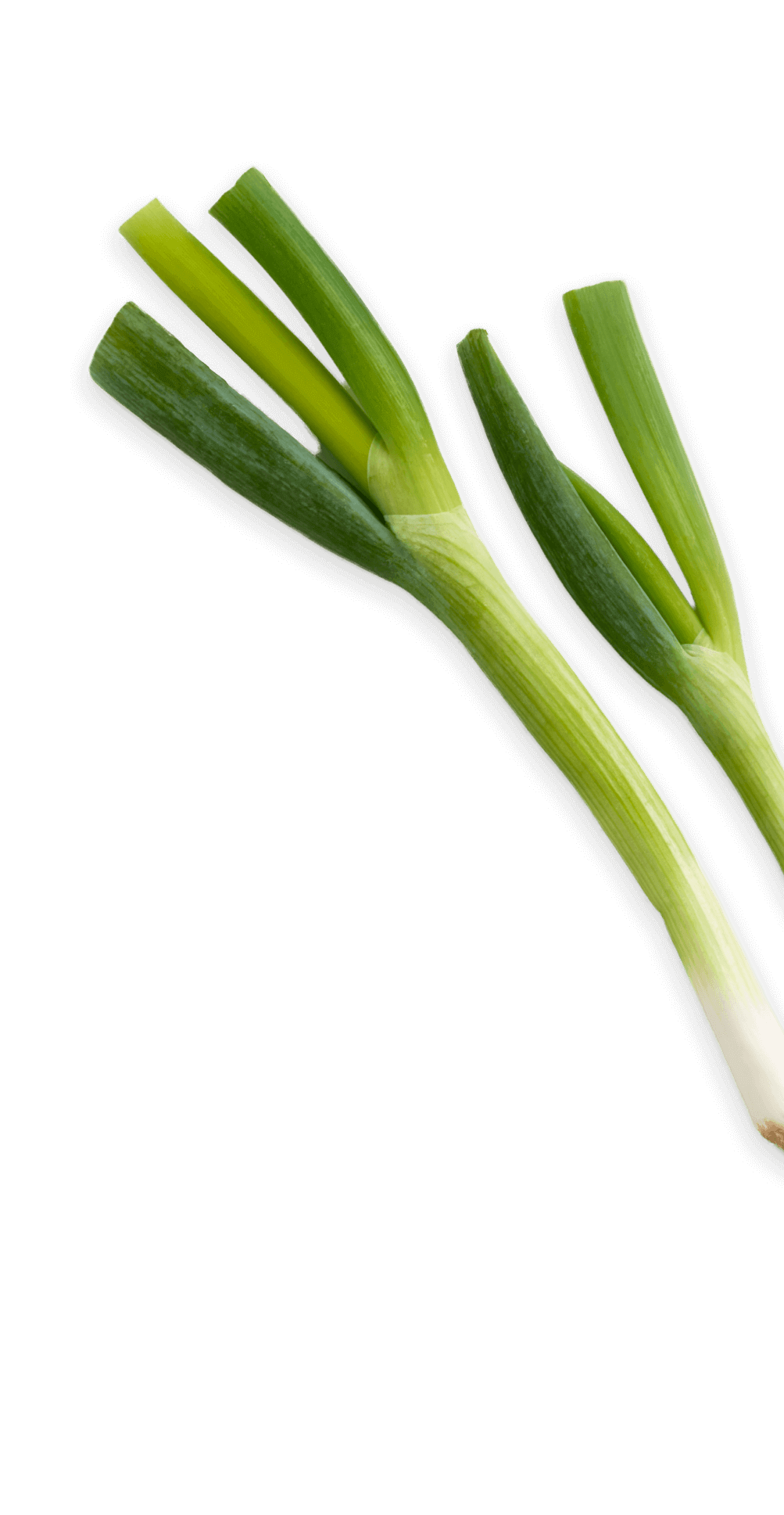 Green Onion
