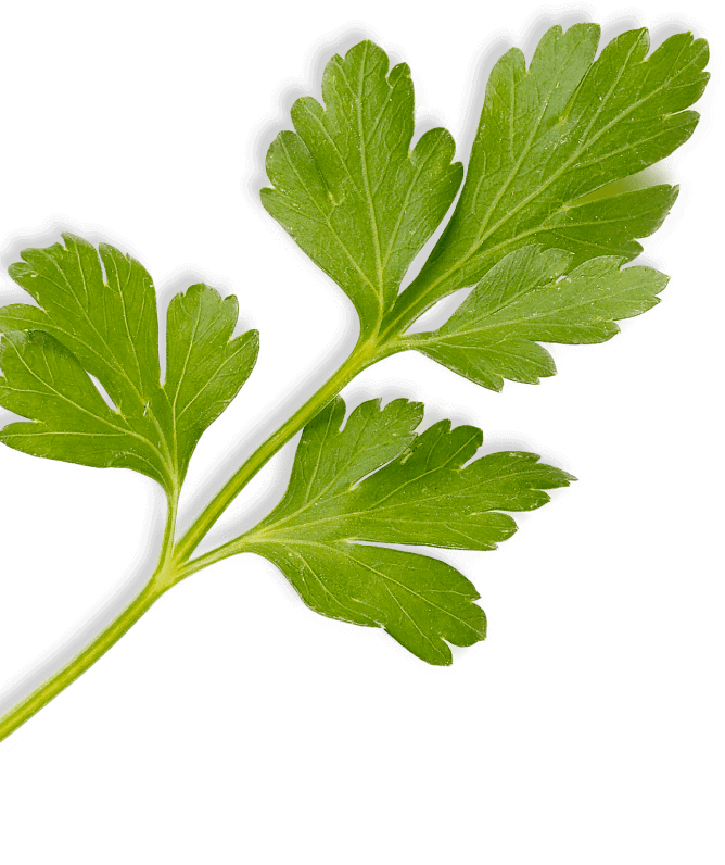 Parsley leaf