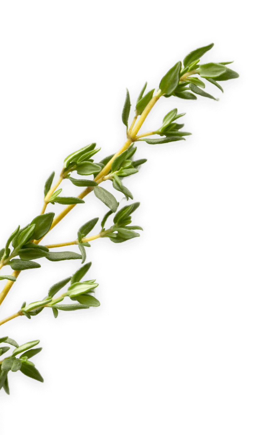 thyme